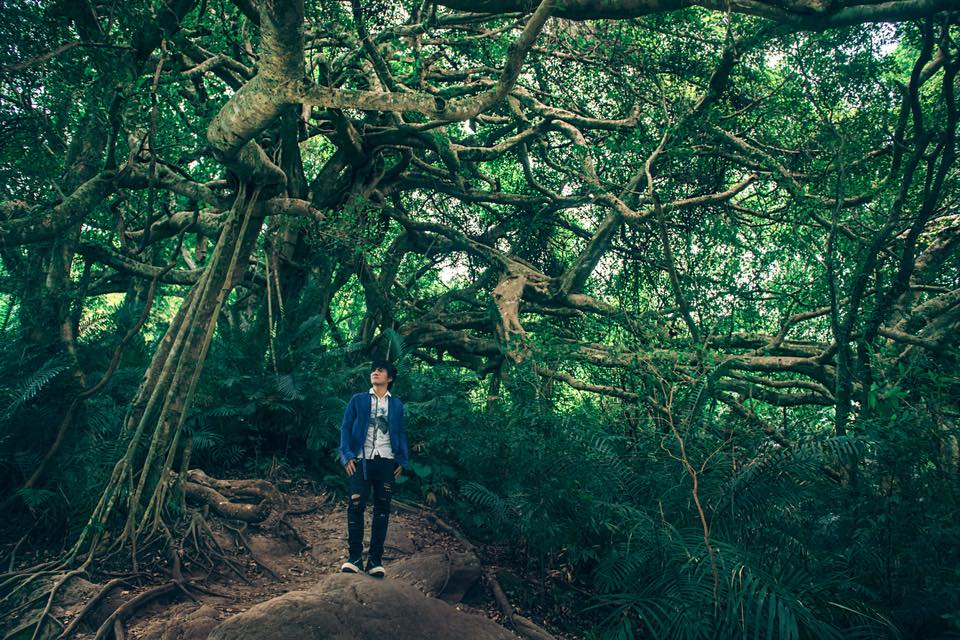 Biung: Wandernder Baum