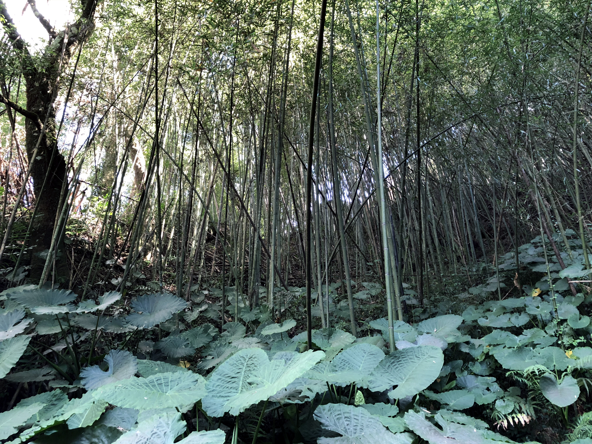 Reise durch Taiwan