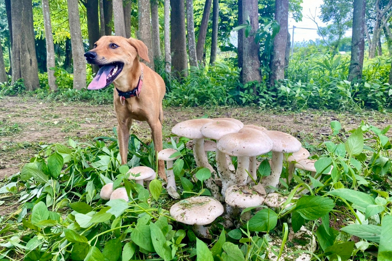 Rhapsodien der Natur