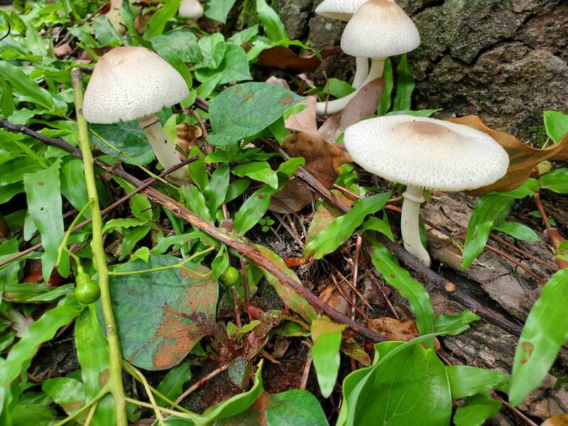 Rhapsodien der Natur
