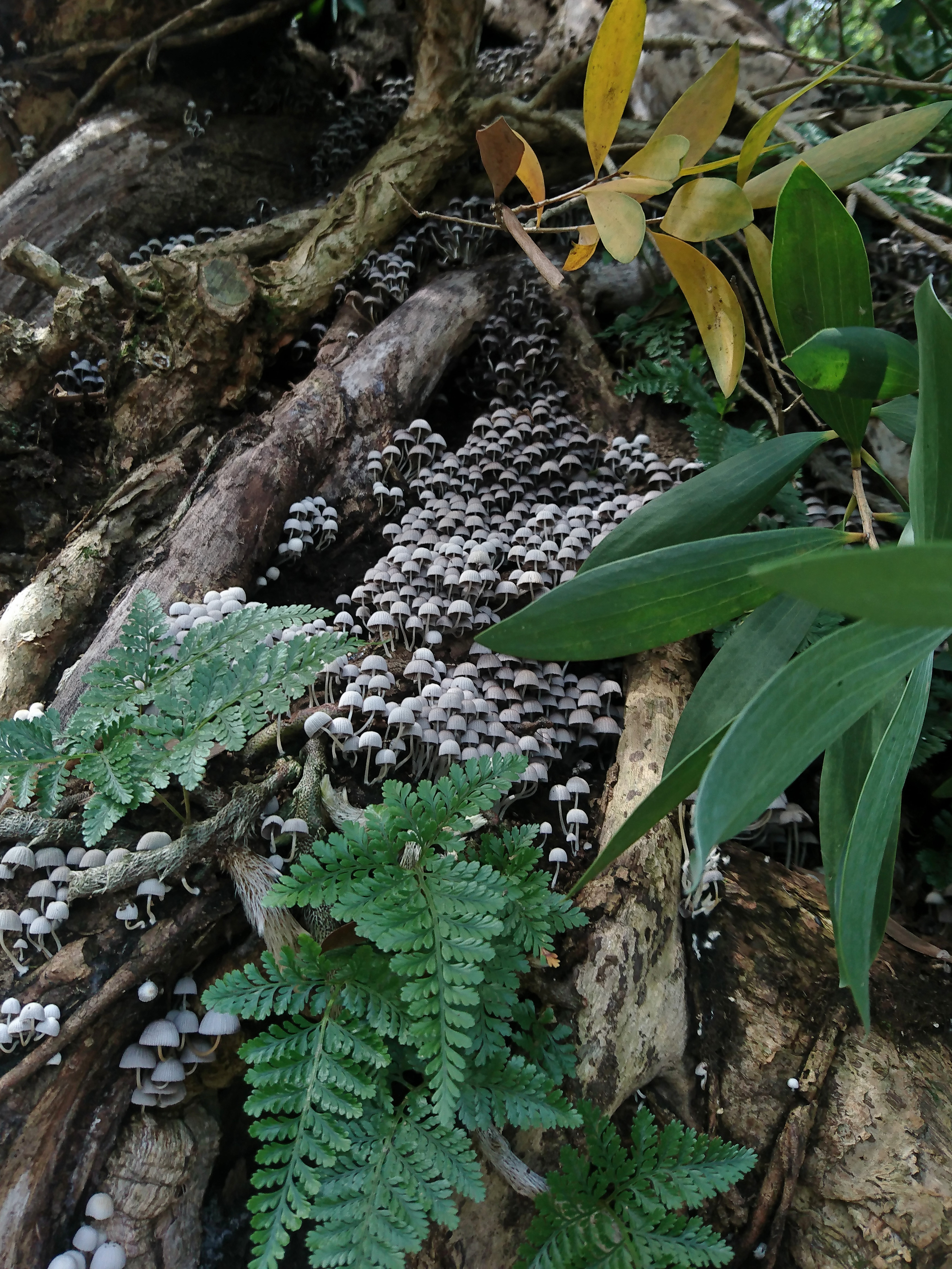 Rhapsodien der Natur