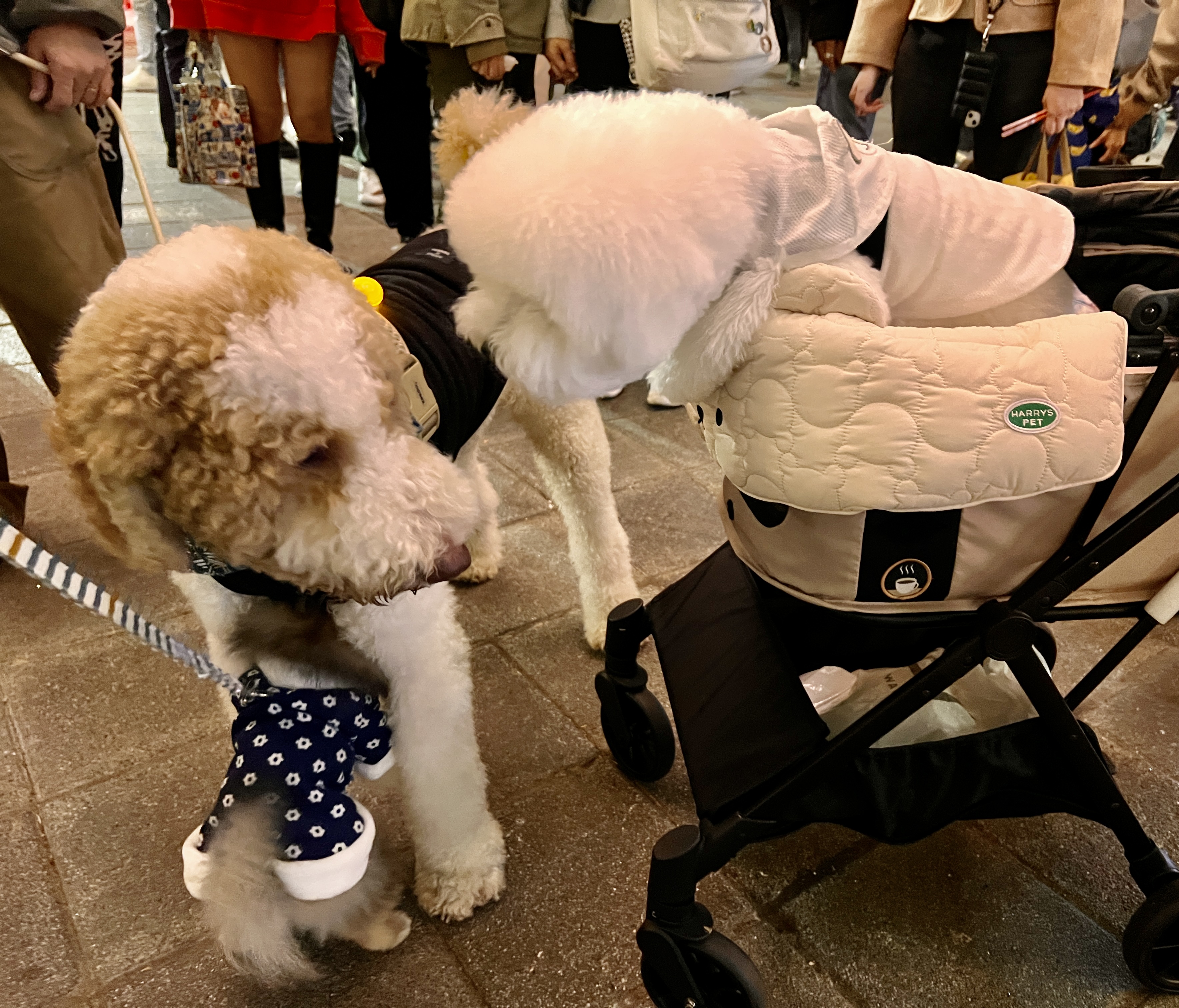 Tierisch unterwegs in Taiwan - mit Christiane und Bond