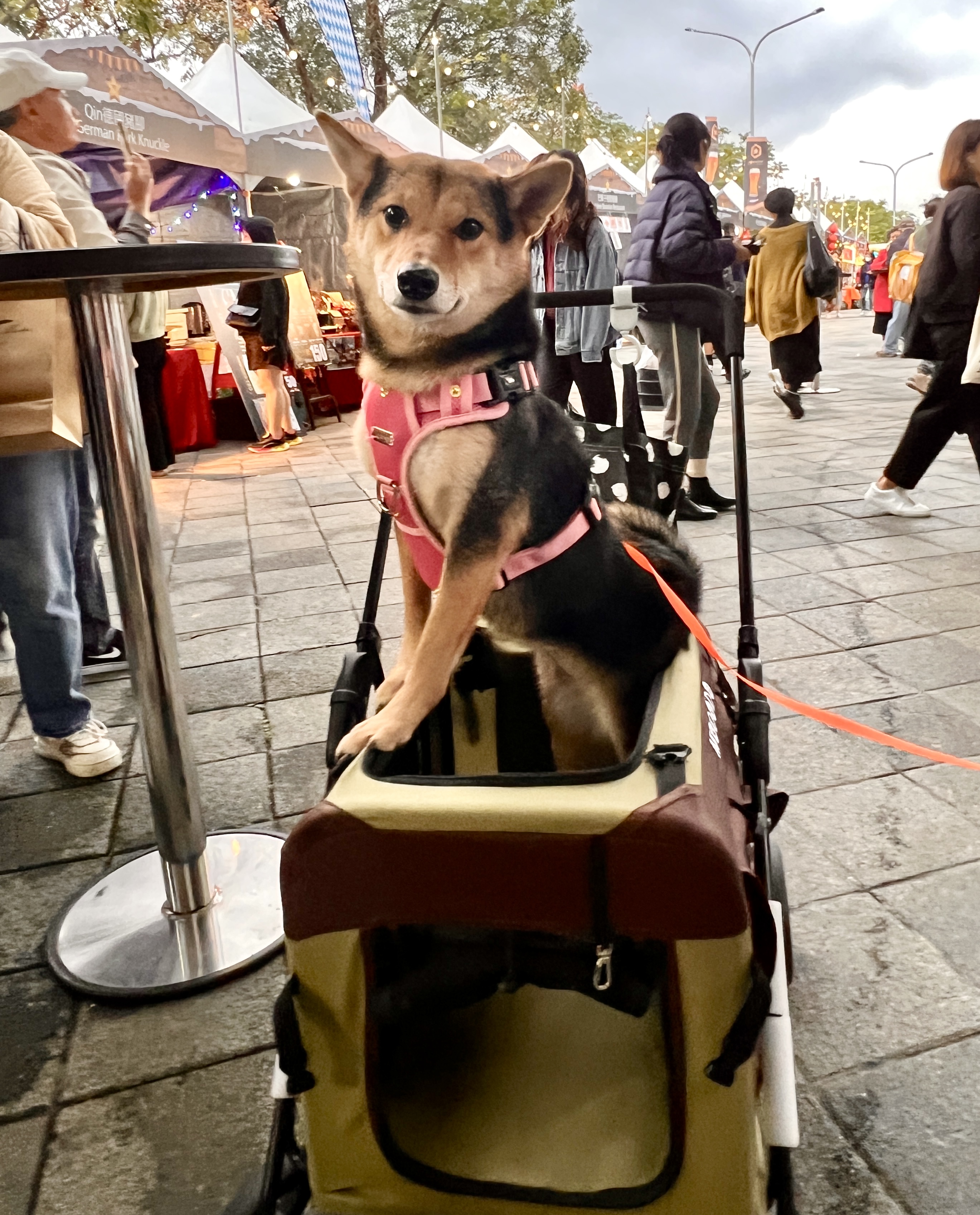 Tierisch unterwegs in Taiwan - mit Christiane und Bond