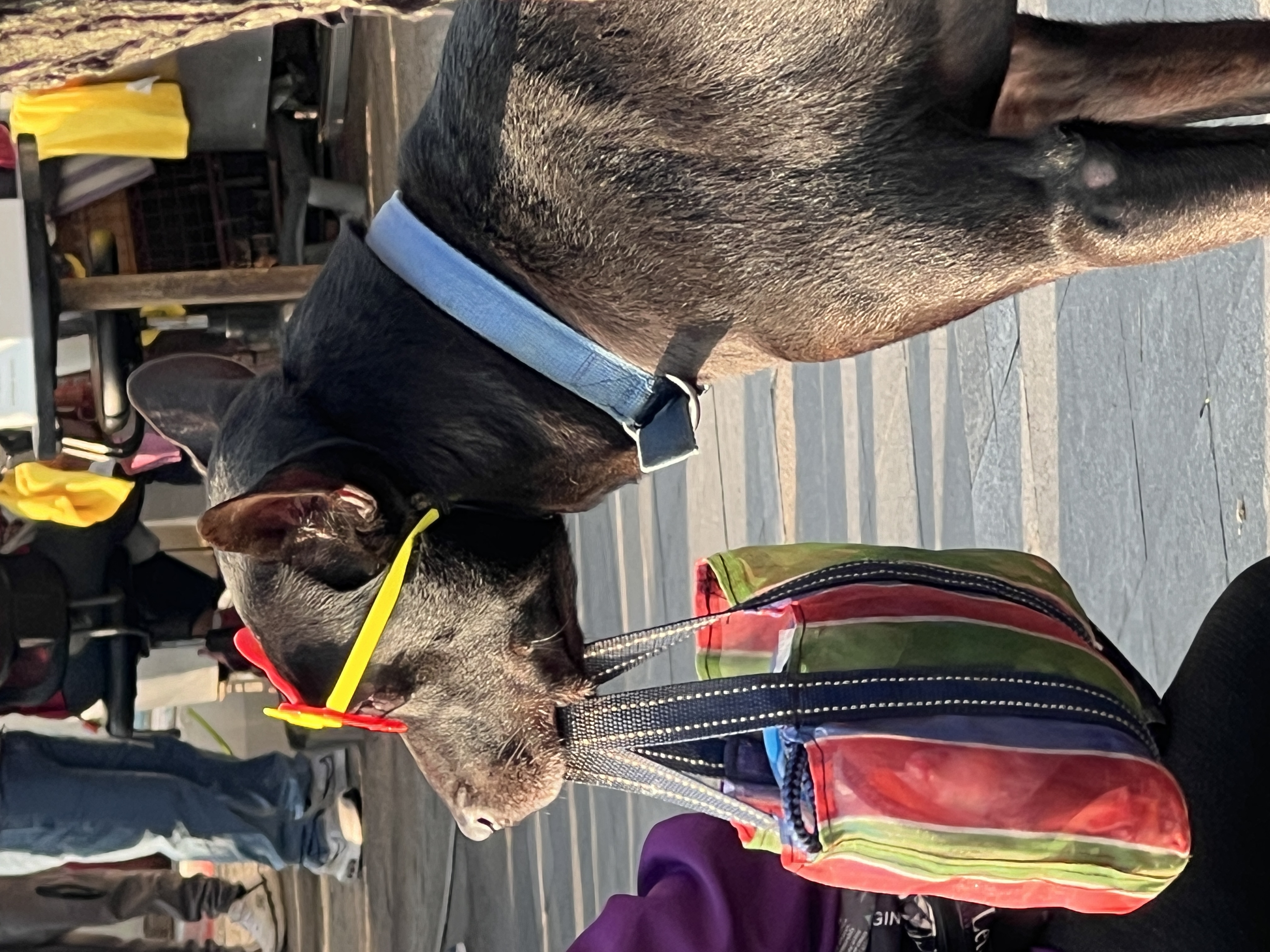 Tierisch unterwegs in Taiwan - mit Christiane und Bond