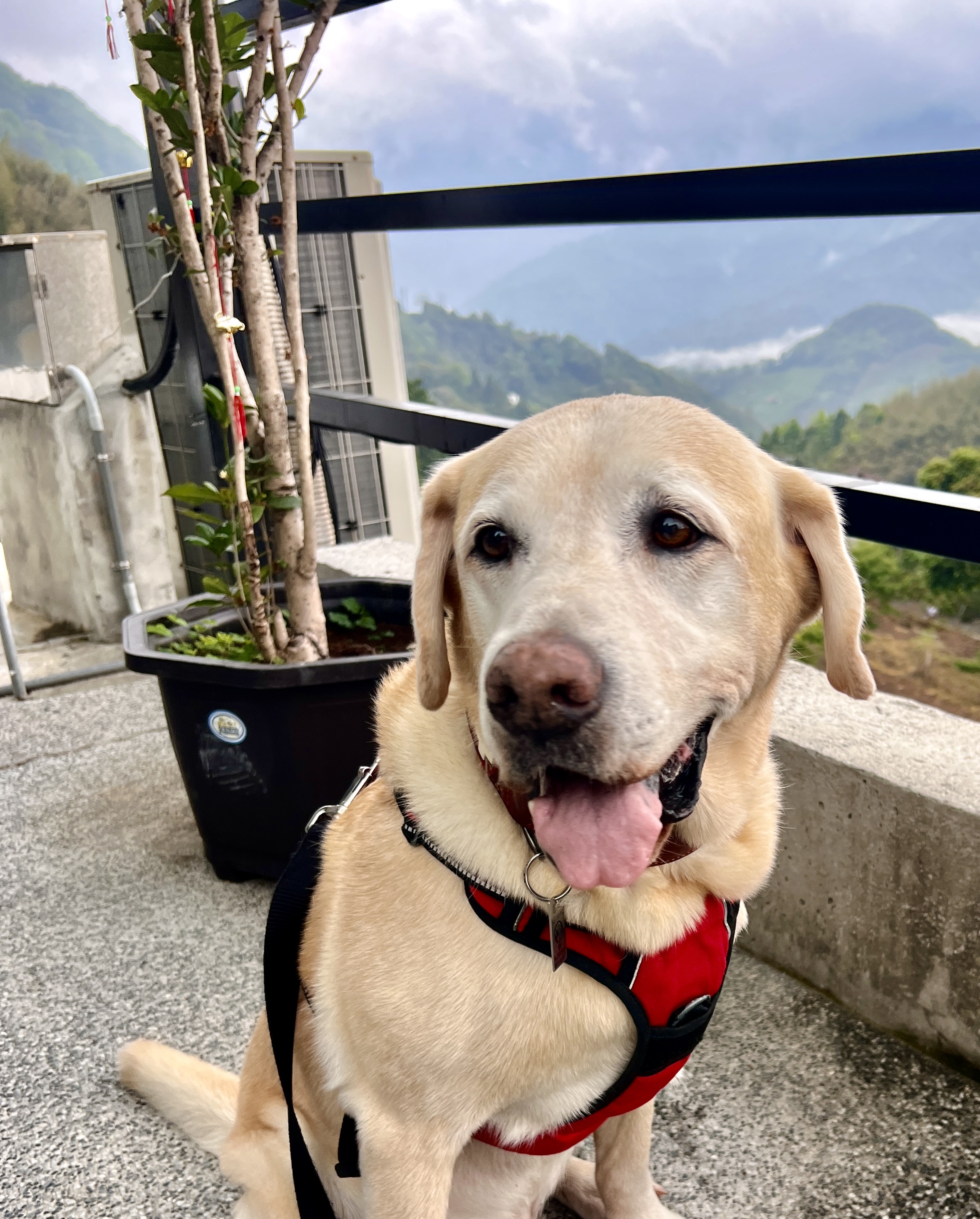 Tierisch unterwegs in Taiwan - mit Christiane und Bond