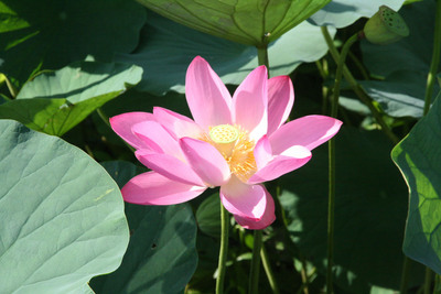 Reise: Lotusblüten in Tainan