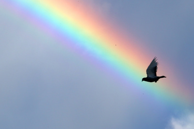 Lieder nach dem Regen und von Regenbögen