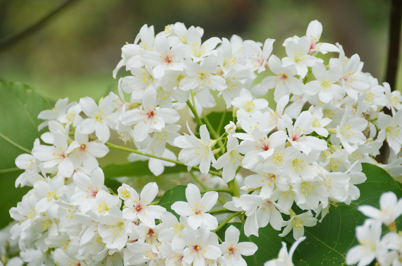 Ausflugstipps zur Tungblüte
