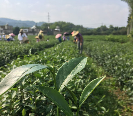 Die Hakka-Region Hengshan