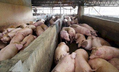 Schweinefleischpreise erreichen Rekordhoch