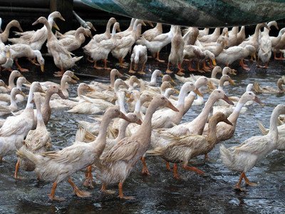 Hoher Dioxinwert in Zuchtente festgestellt