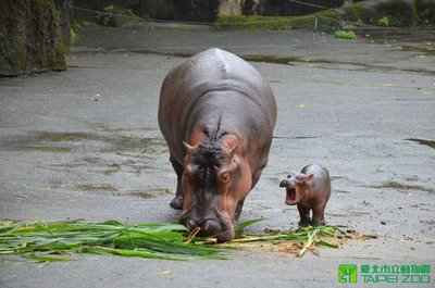 Flusspferd im Zoo Taipei geboren