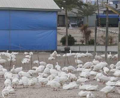Ausbreitung der Vogelgrippe nach Norden