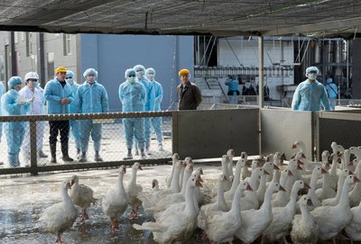 Vogelgrippe: Übertragung auf Menschen sehr unwahrscheinlich