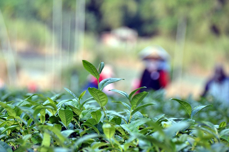 Tee mit Geschichte: Dongfang Meiren im Baoji Teeladen
