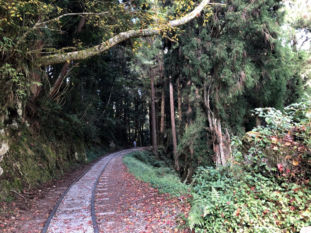 Der Tefuye Wanderweg am Alishan