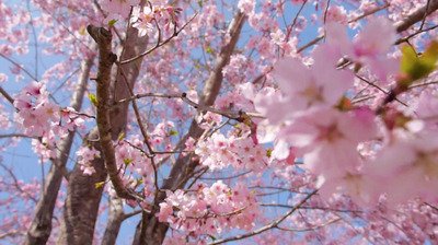 Frühlingsblüte und Frühlingsgeschichten