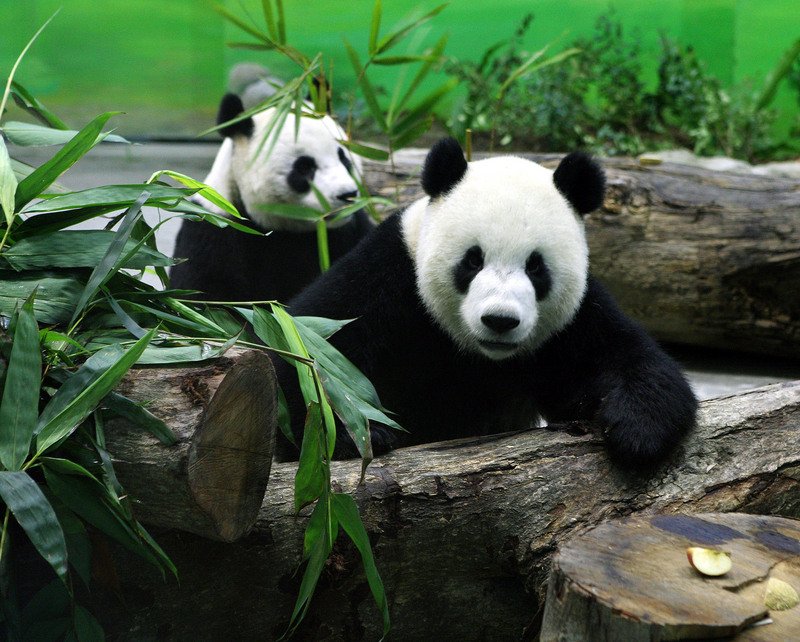 Pandas für Kaohsiung?