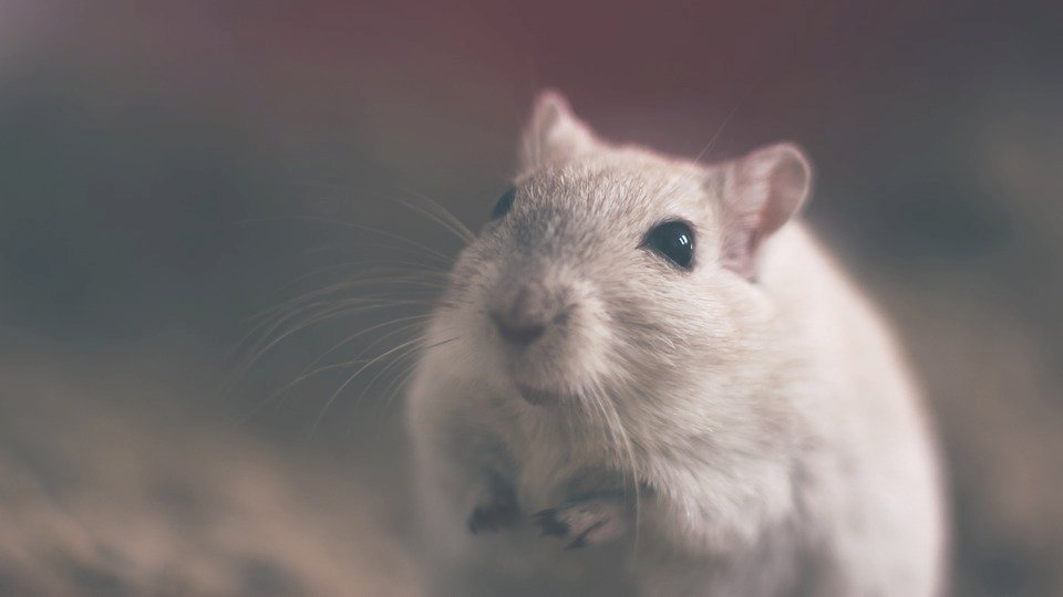 Nagetiere als Haustiere
