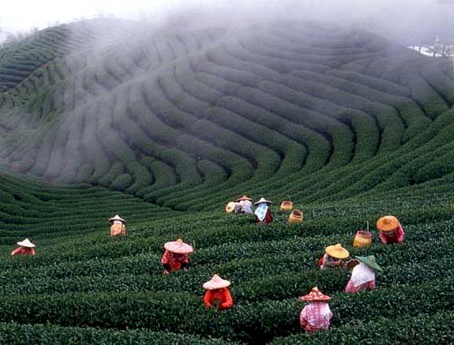 Tee aus Taiwan