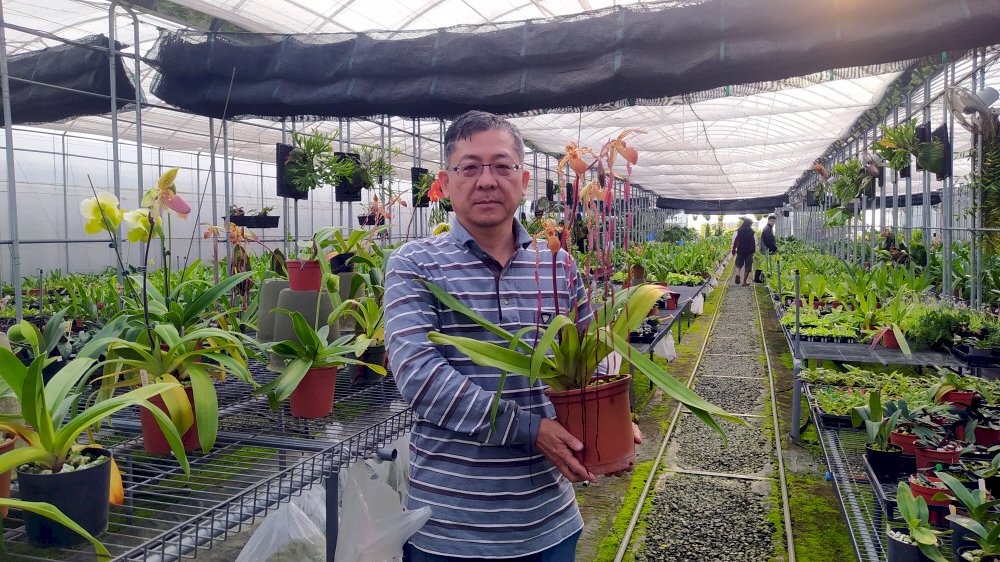Orchideen: die Schuhe einer Göttin