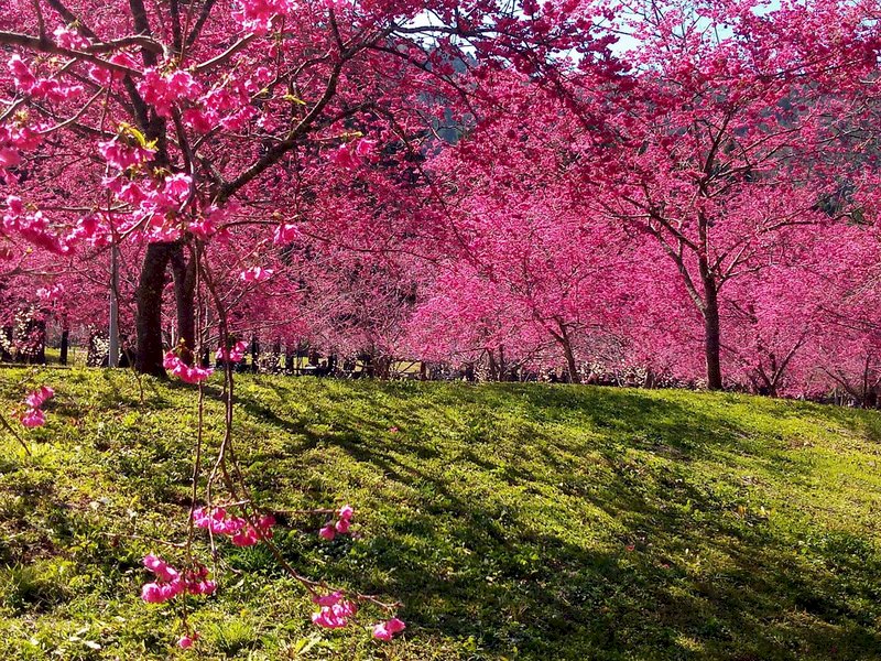 Lieder über Kirschblüten