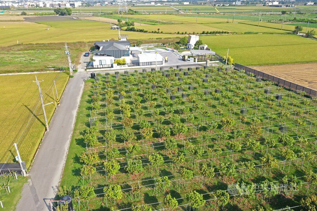 Verlassene Schweinefarm in Yunlin wird zur modernen Kakaofarm