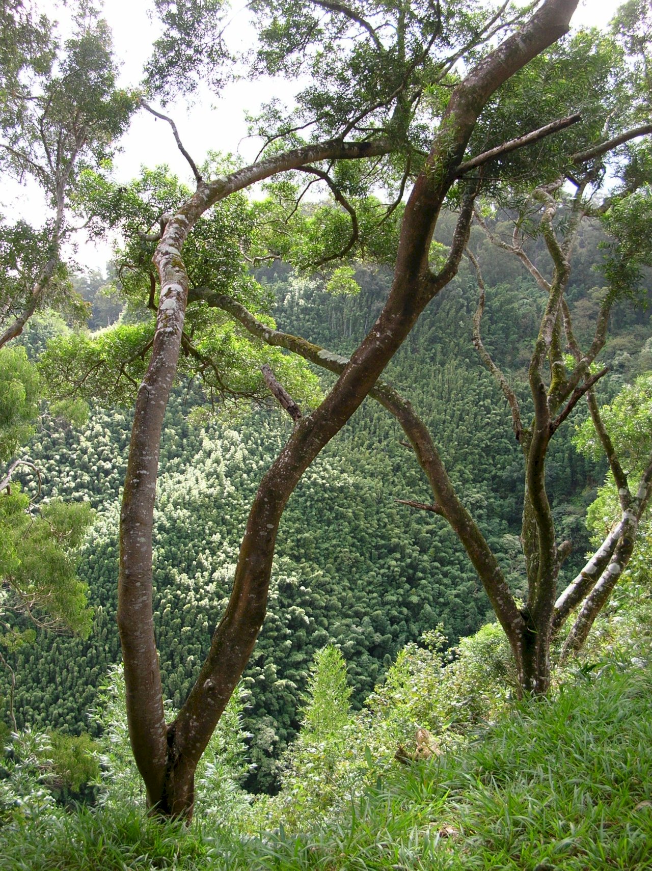 Acacia confusa - Material für hochwertige Holzprodukte