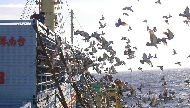Taubensport in Taiwan - Glücksspiel oder Leidenschaft