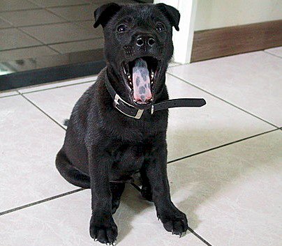 Der Taiwanhund