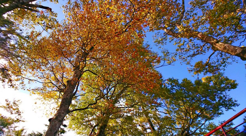 Oldies über den Herbst