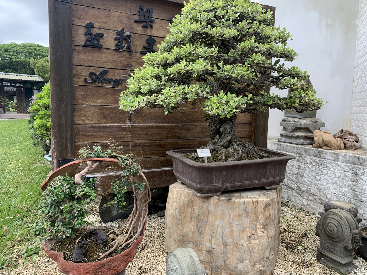 Elegante Miniaturbäume: Das Amy Liang Bonsai Museum