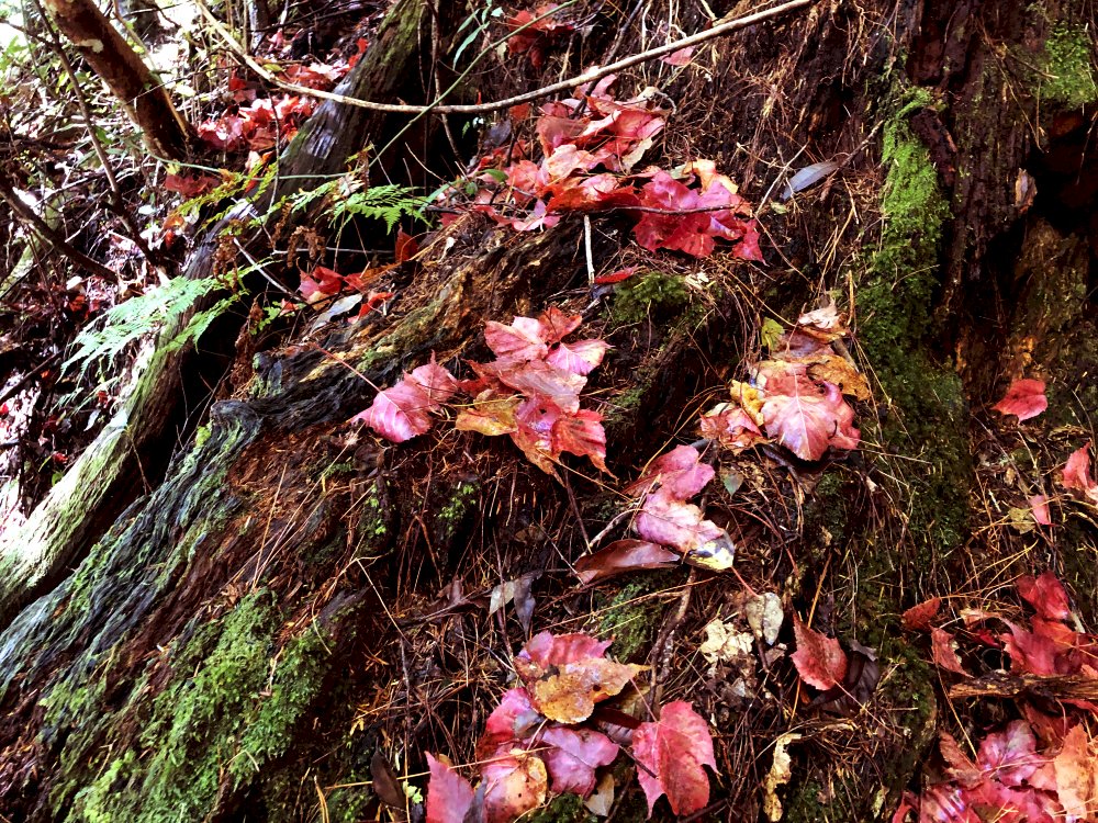 Lieder über den Herbst