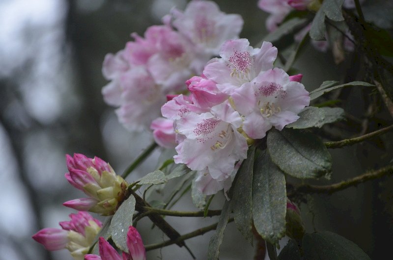 Oldies über den Frühling