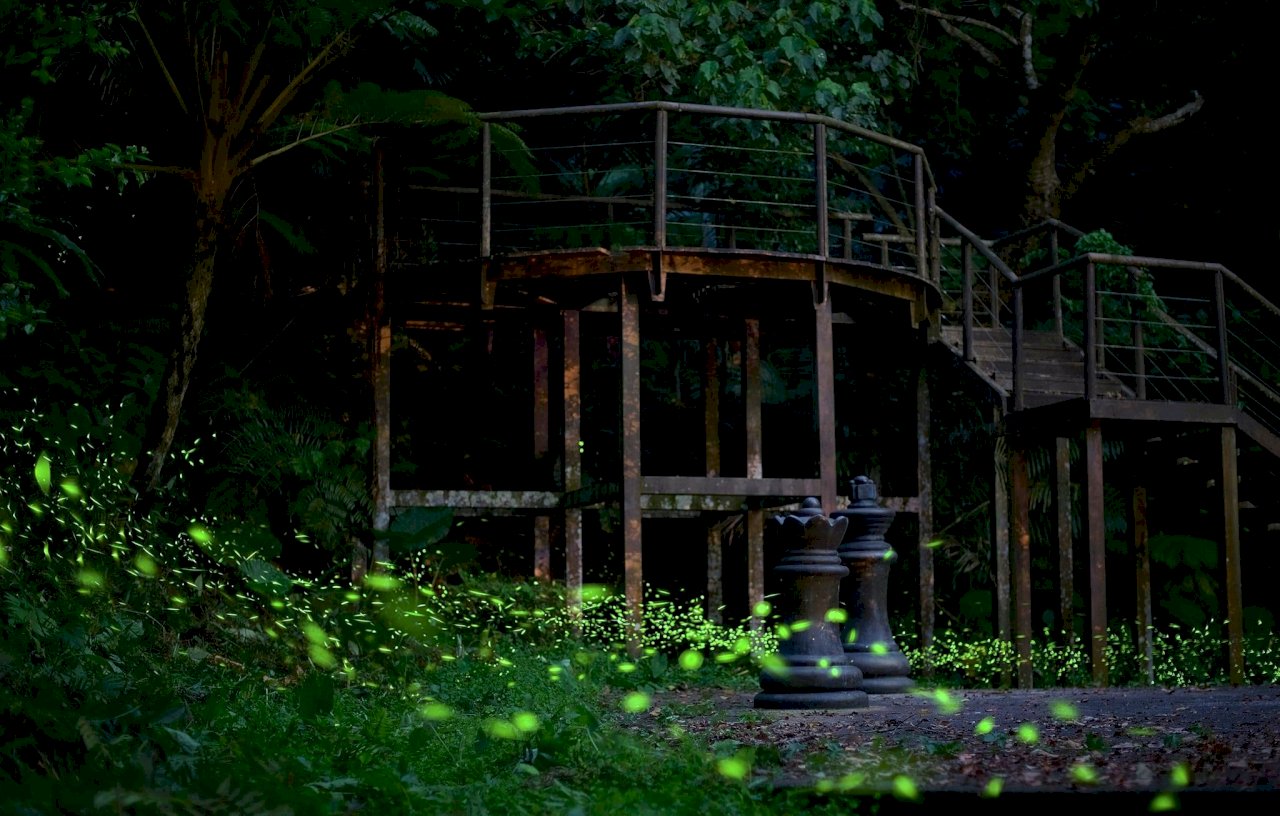 Glühwürmchen-Paradies in Neu-Taipei