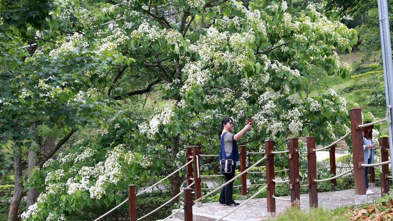 Tungblüte - Maischnee