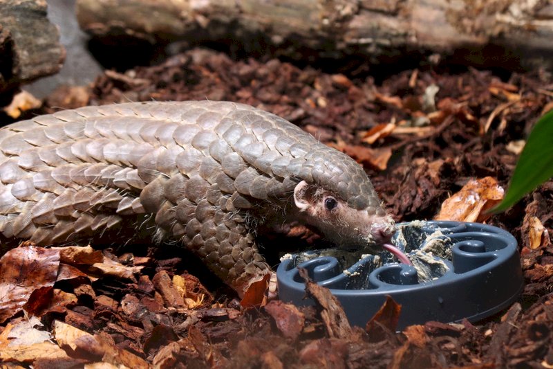 Tierische Botschafter: Taiwans Schuppentiere in Europa