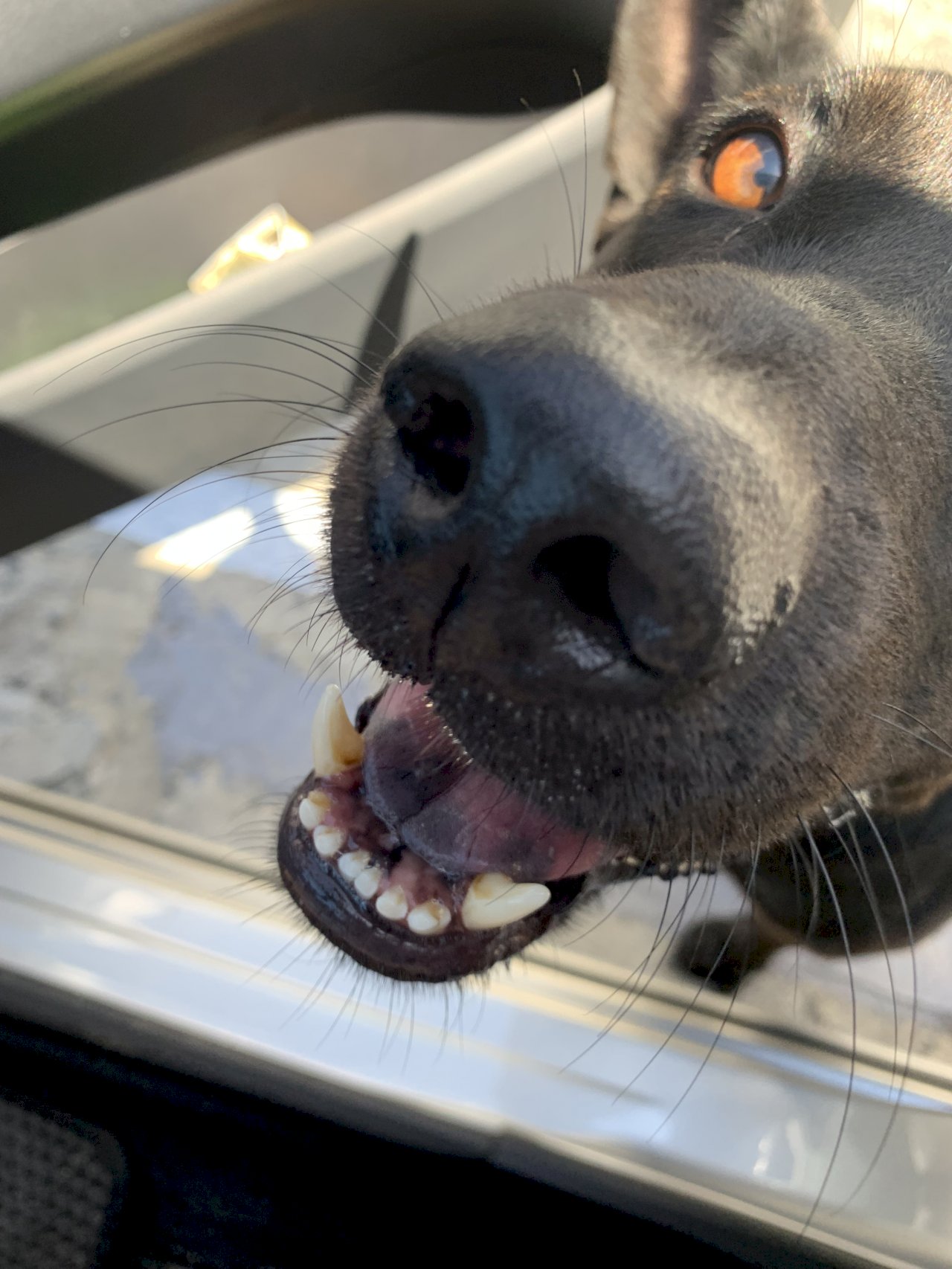Taiwans Straßenhunde