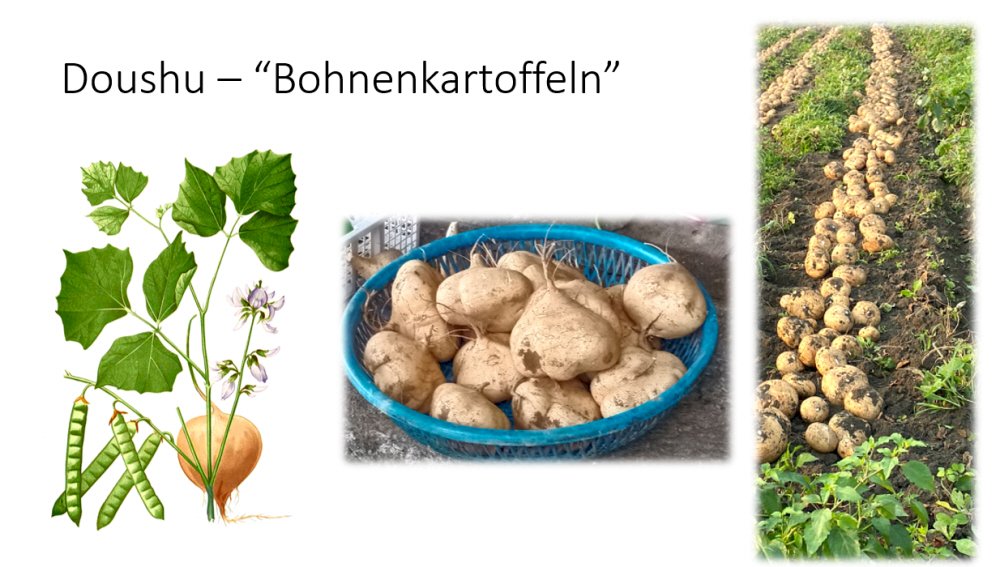 Doushu - Bohnenkartoffeln