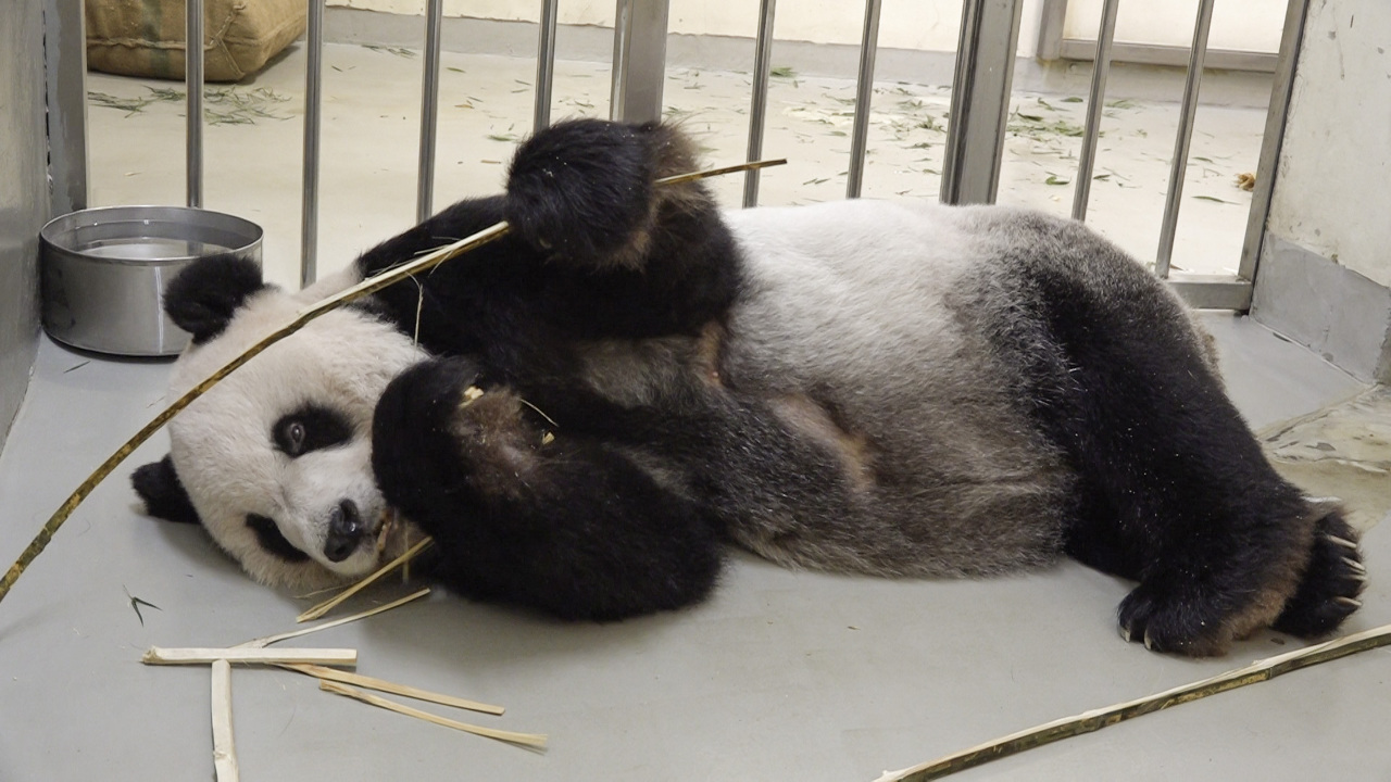 Panda-Diplomatie