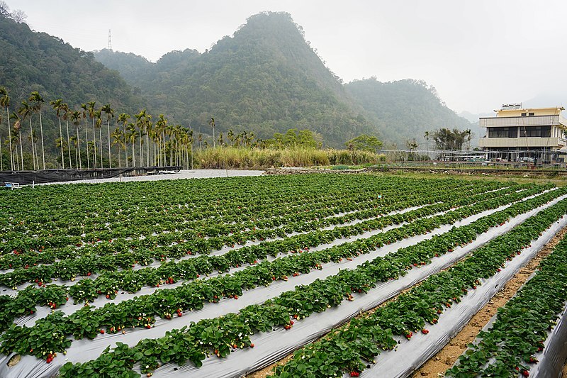 Umland von Miaoli – Landschaftlich atemberaubend