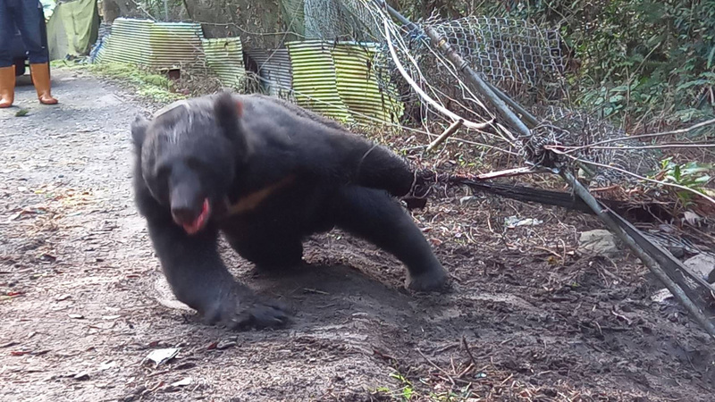Der taiwanische Schwarzbär 台灣黑熊 (2)
