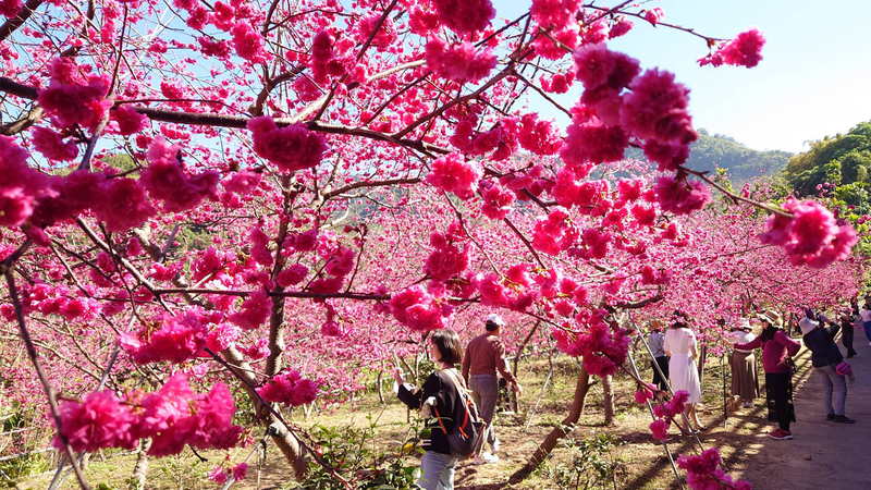 Die Kirschblüten blühen