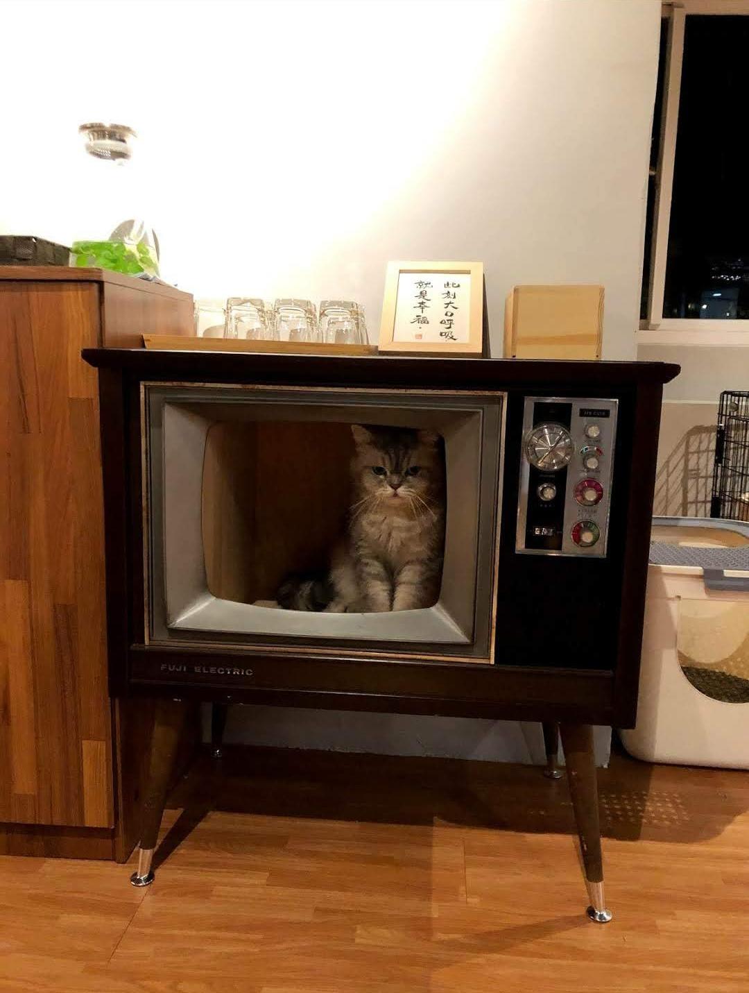 Katzencafés