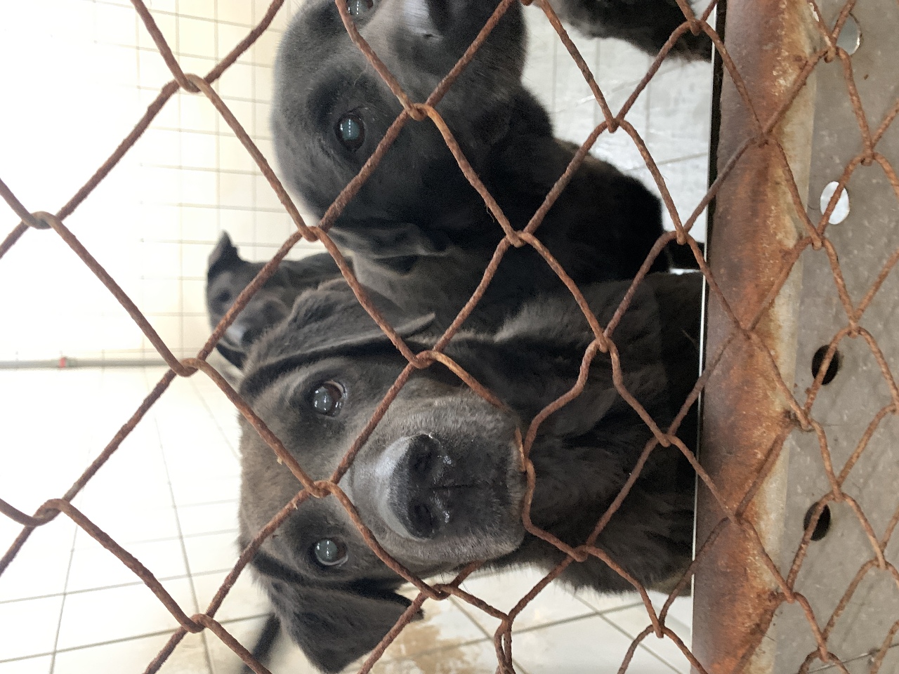 Tierheime und Straßenhunde