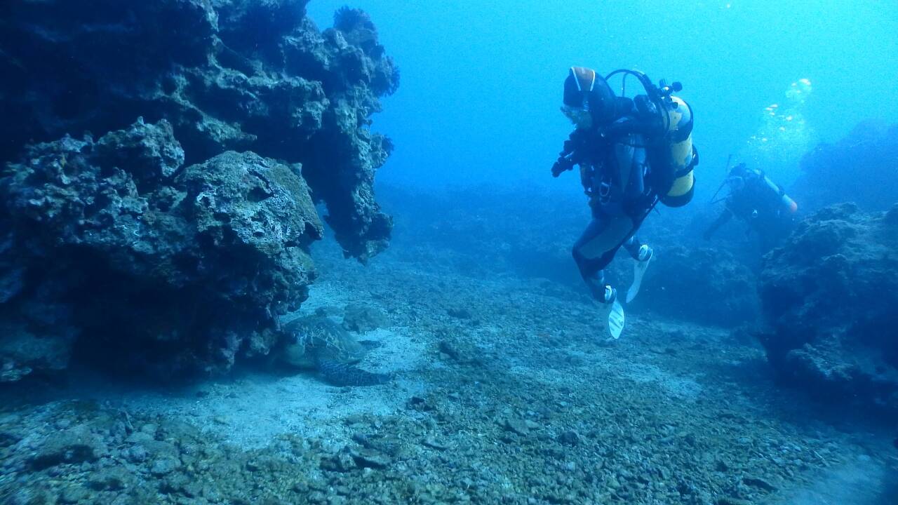 Wie wirkt sich der Klimawandel auf marine Ökoysteme Taiwans aus?