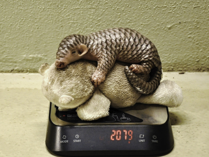 Schutz der Schuppentiere durch den Taipeier Zoo