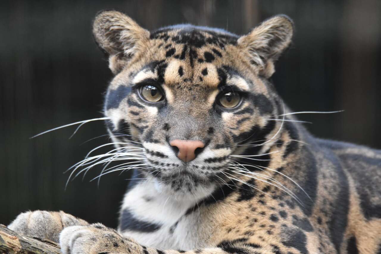 Umweltanthropologin Yu Shih-Hsuan: Wiederansiedelungsprojekt des Nebelparders in Taiwan und Suki im Zoo