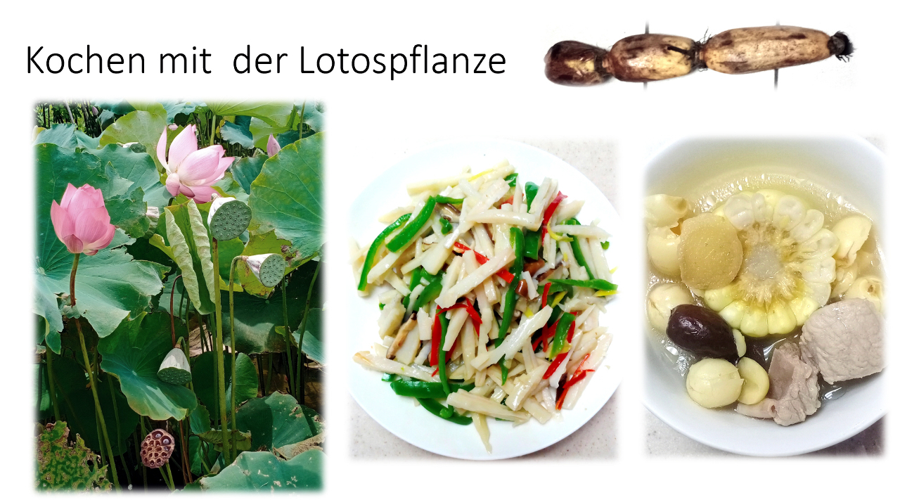 Kochen mit Lotos
