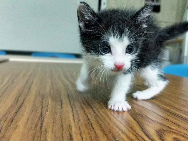Beraterin für Katzenverhalten (2)